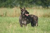 BOUVIER DES ARDENNES 404